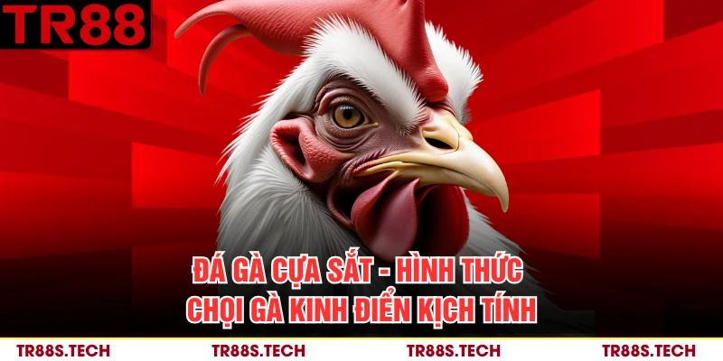 Đá Gà Cựa Sắt - Hình Thức Chọi Gà Kinh Điển Kịch Tính